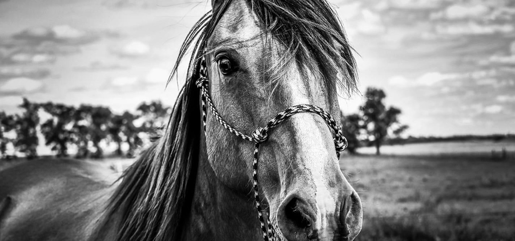 horse-rules-and-regulations-forms-north-dakota-equine-association